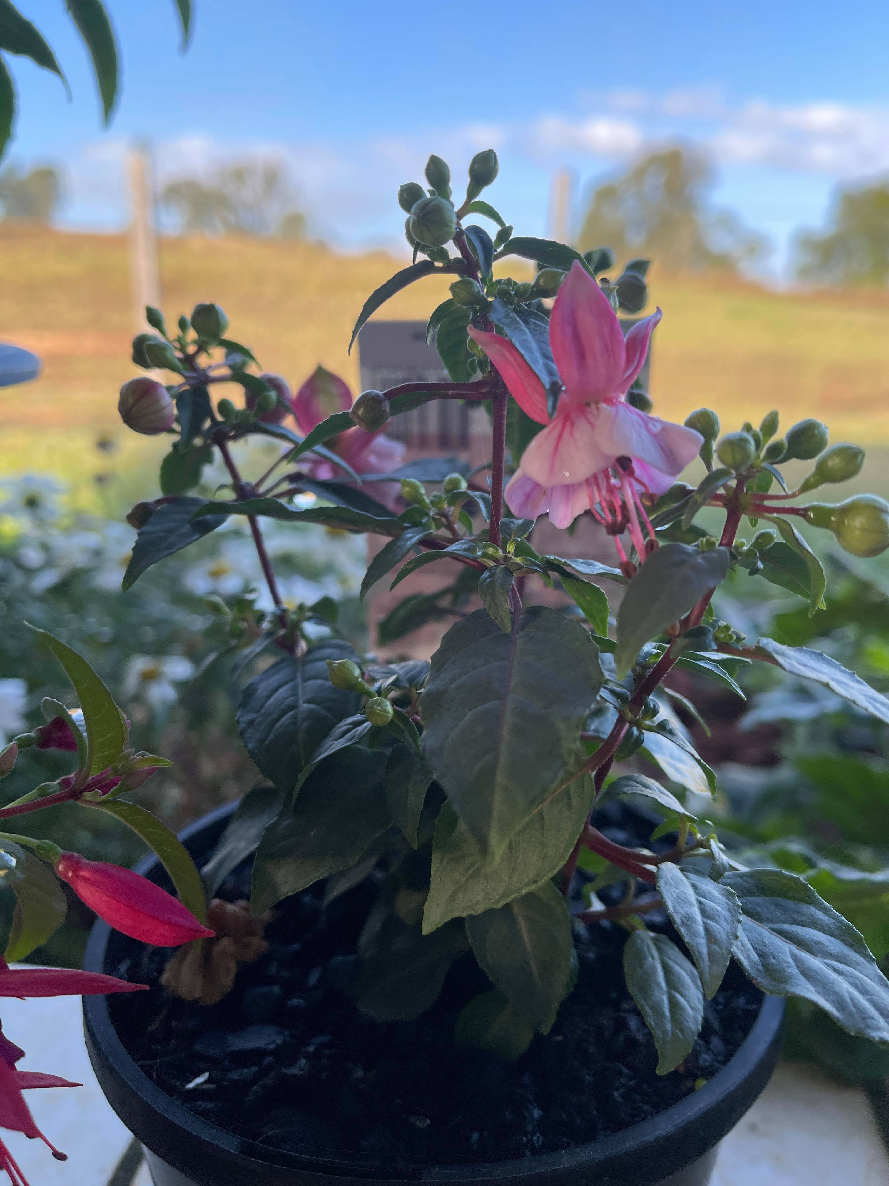 Gardening Is Great For The Soul